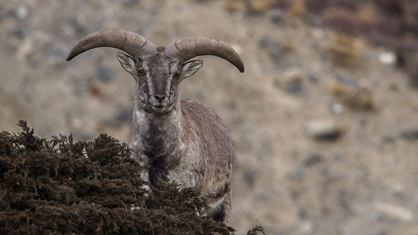 Blue Sheep