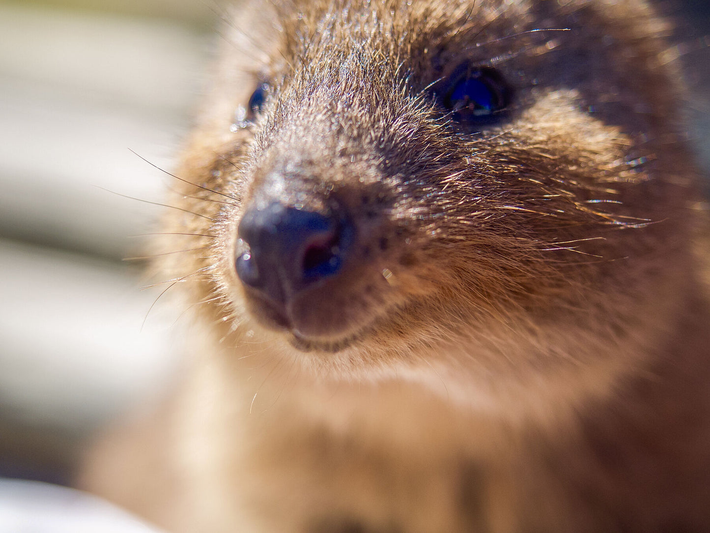 Quokka